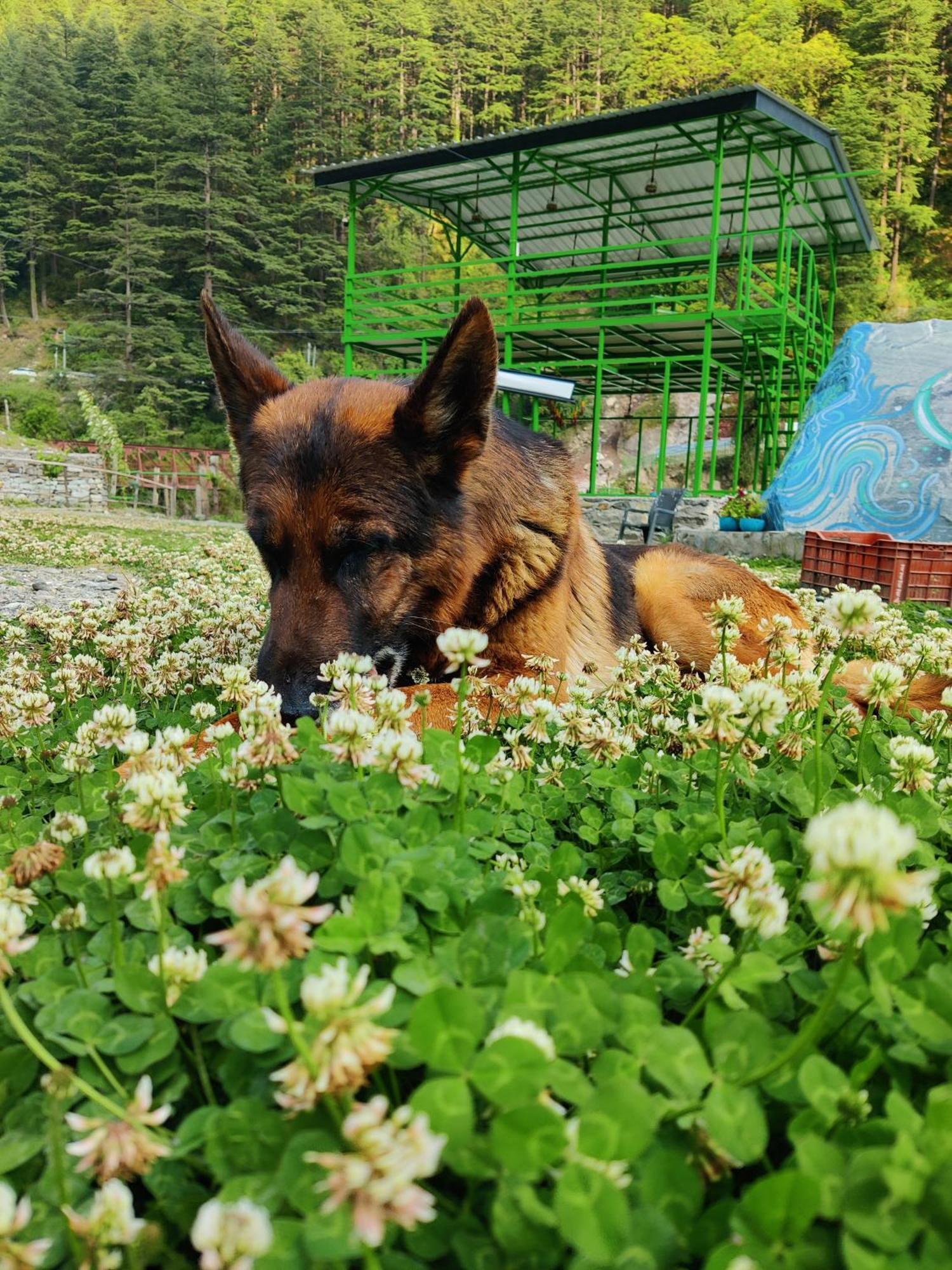 Flipsyde Retreat Hotel Kasol Luaran gambar