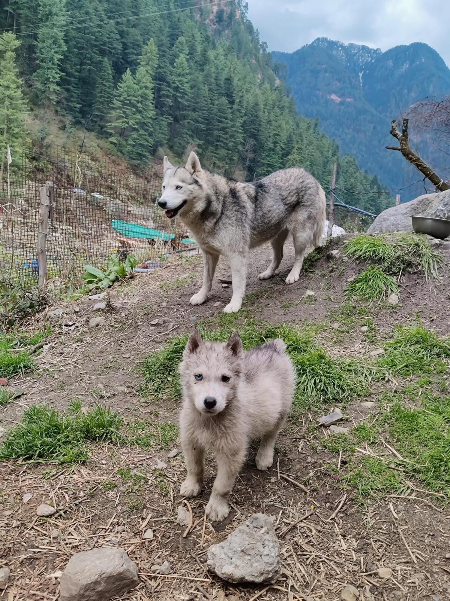 Flipsyde Retreat Hotel Kasol Luaran gambar